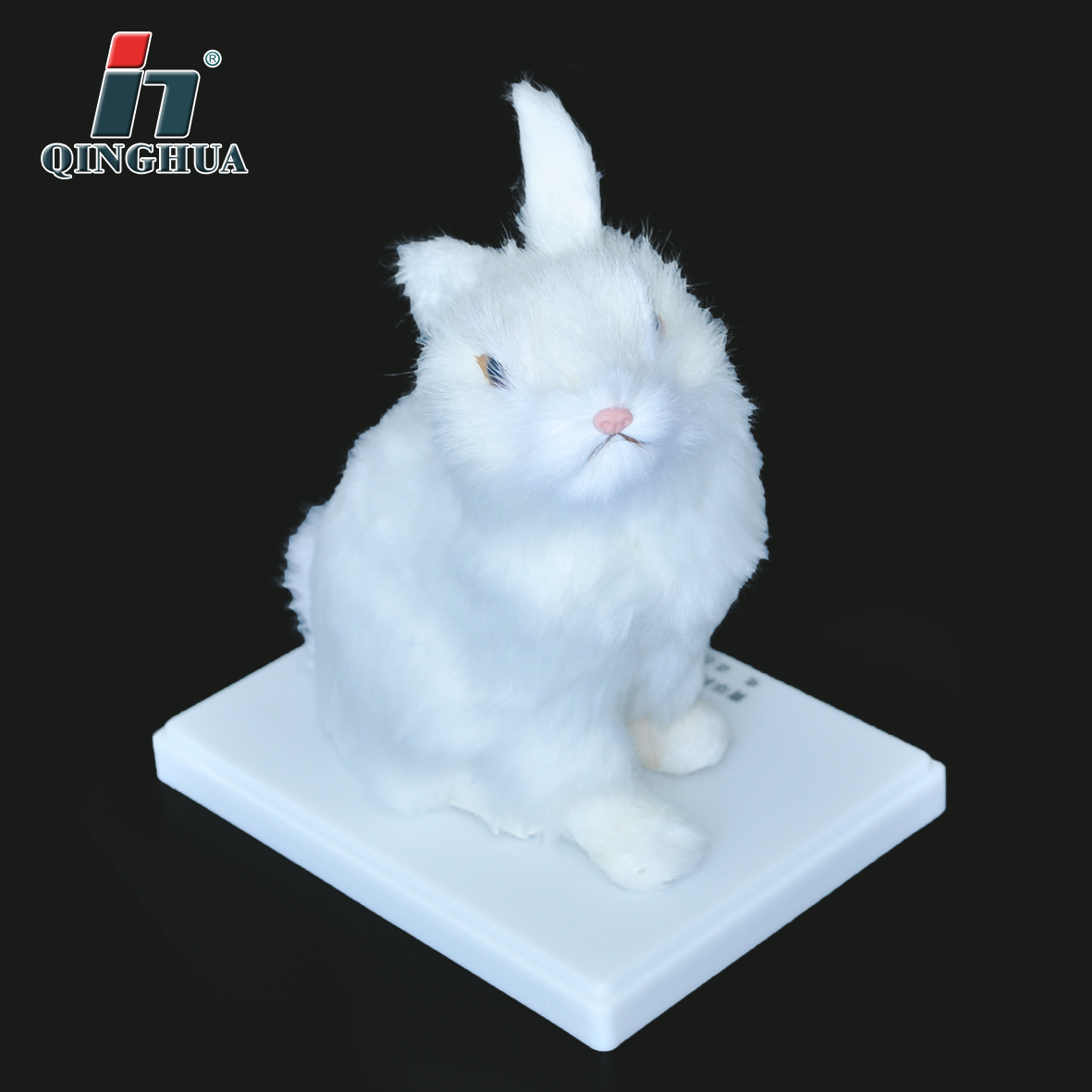 Rabbit Shape Teaching Aids Model Biology Teaching Junior and Senior High School Specimen Animal Ornaments Display