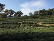 2023 Западное озеро Чайный фермер Лунцзин Чай Новый чай Сфинкс Лунцзин Чай До дождя старое чайное дерево 200 г крафт - бумага пакет