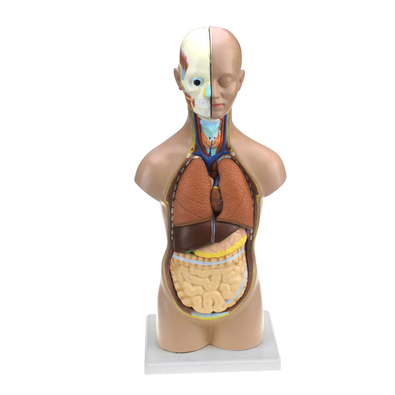 Research on Medical Human Organs of Biological Science and Education Instrument for Export of Human Head and Neck Trunk Model