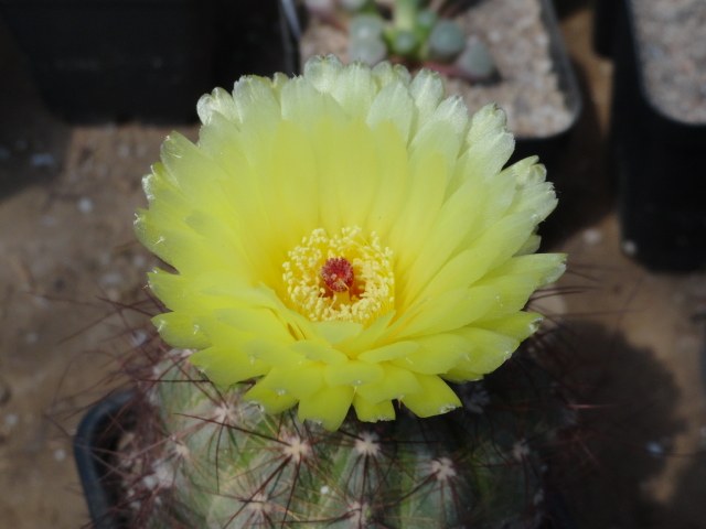 ����֧��