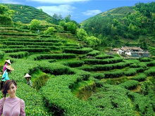 Рекомендуем настоящее происхождение 2021 Новый чай (перспективный аромат) Хуан Цзинь Гуйаньси Тигуаньинь Улун чай