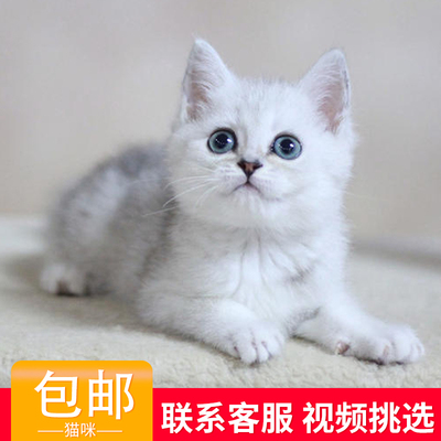 标题优化:纯种活物银渐层猫咪金渐层幼体布偶幼崽美短小矮脚英短蓝白宠物猫