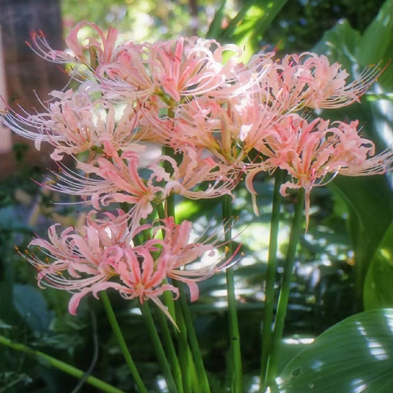 風吹半夏現貨彼岸花種球曼珠沙華盆栽紅花換錦石蒜大種球陽臺花卉濃香晚