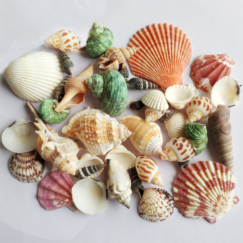 Assortment Pack Shell Conch Aquarium Landscape Fish Tank Decoration Natural Craft Scallop Conch