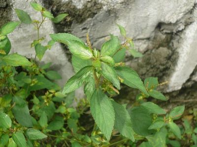 中草药新鲜野生铁笕菜 人苋 血见愁 海蚌含珠 叶里含珠野麻草包邮