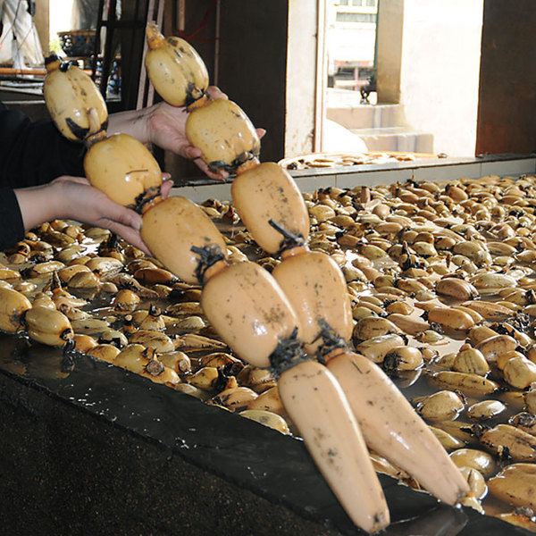 应城白湖莲藕 湖北莲藕 汉川白莲藕 洪湖莲藕 新鲜莲藕 湖北特产