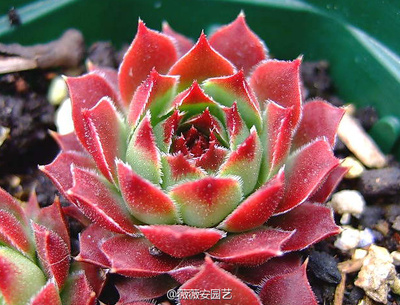 长生草 tederheid 柔情 3公分 德国进口