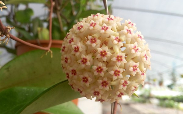 玉香球兰小苗(耐寒等级★★★★☆)