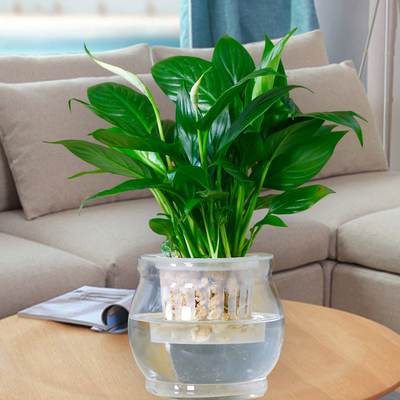 白掌 一帆风顺盆栽花卉室内绿色植物水培花草水养盆花 水生植物