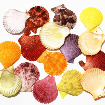 天然彩色贝壳批发 5-6cm左右 墙贴鱼缸装饰婚庆拍摄道具