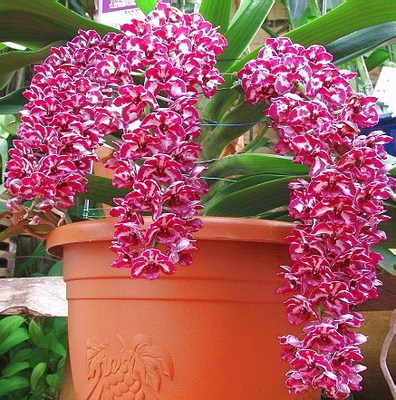 兰花-洋兰-狐尾兰-rhy.gigantea(redx spots) 浓香 序花性 花期长