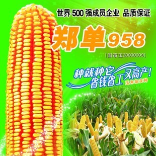 玉米种子 黄金玉米 郑单958 高产 稳产 发芽率98%