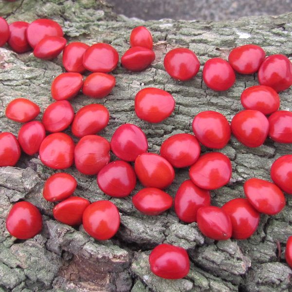 马来西亚9毫米双心相思豆 红豆 海红豆 情人节礼品批发 生日礼品