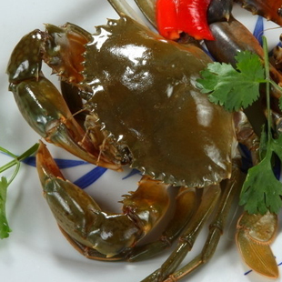 粤海味鲜活膏蟹 肉蟹母蟹青蟹不带绳子称重7两一只 4只起全国包邮