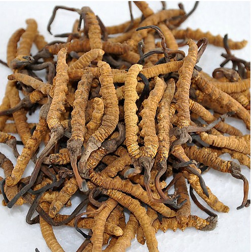 冬虫夏草 云南丽江玉龙雪山藏区 特级虫草 2-3条/克 5克起拍