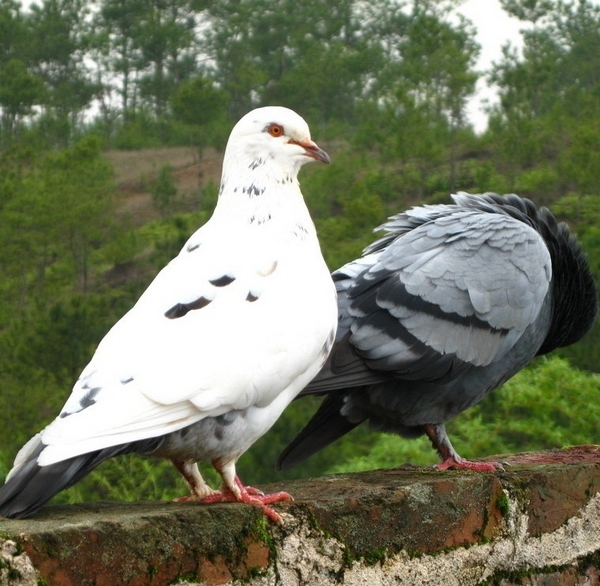 崇明岛冰鲜鸽子 优质乳鸽 300克/只沃庄园生鲜满88顺丰包邮江浙沪