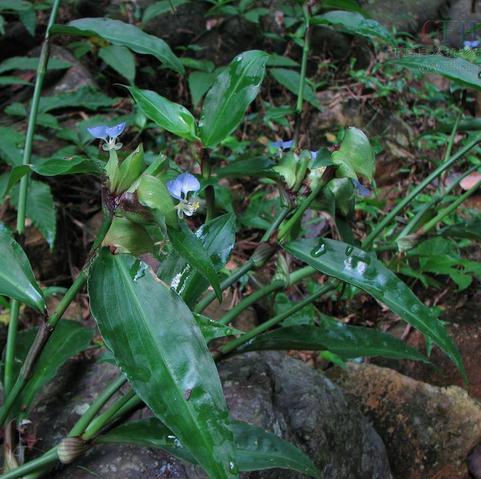 新鲜现采野生 鸡舌草鼻斫草碧竹子鸭跖草翠蝴蝶500克顺丰航空