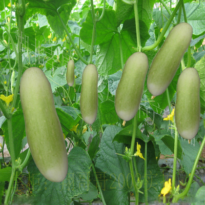 湖北孝感应城特产新鲜蔬菜绿色白皮黄瓜胡瓜10斤包邮冰鲜装