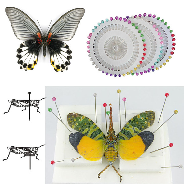 圆盘昆虫针 生物标本制作 解剖 标本针 昆虫 蝴蝶网 科学实验器材