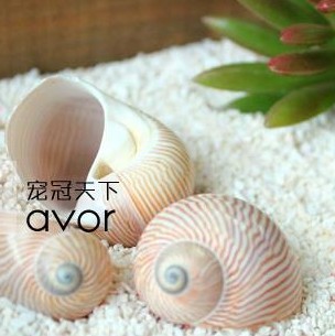 寄居蟹房子替换壳 装饰造景海螺贝壳工艺品 2-3cm金丝猫眼螺