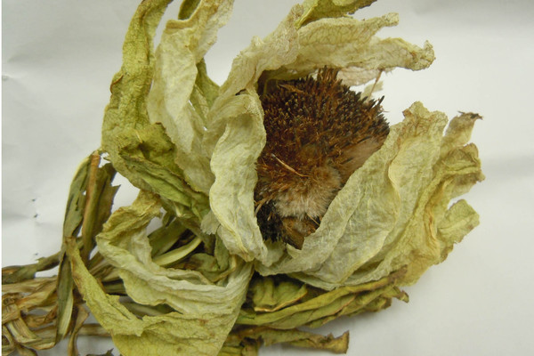 新疆天山野生雪莲花治祛风湿性关节炎中草药驱寒一朵20克5朵包邮