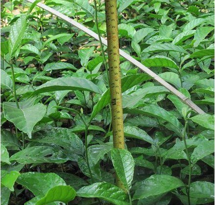 白桂木 红桂木 大叶胭脂苗 白桂木苗 红桂木苗 白桂木树苗