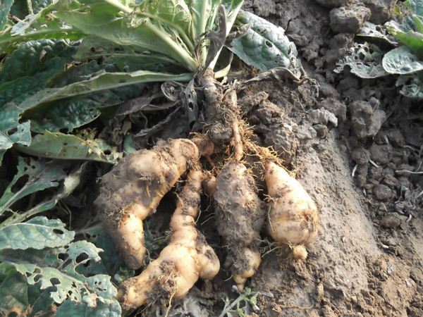 温县四大怀药中药2015新鲜地黄 生地黄现卖现挖,药食两用包邮