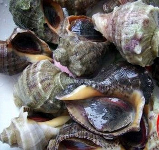 海鲜大王 鲜活小红螺 58元/500g 一斤15个左右海鲜水产鲜活批发