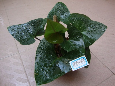 高档 室内 观赏 植物 国王 盆栽 耐阴 耐旱 观叶花卉