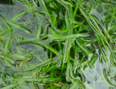 沉水植物,苦草 矮生苦草 刺苦 草常绿苦草苗 河道绿化,净化水质