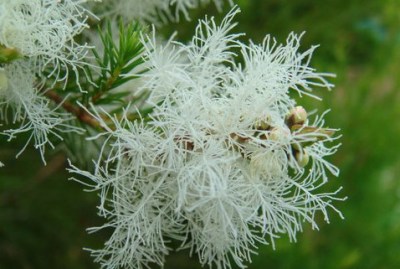 澳洲茶树纯露500ml 祛痘去粉刺必备 收缩毛孔改善痘痘肌 新鲜