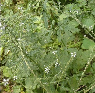 野生新鮮馬鞭草紫頂龍芽草野荊芥龍芽草老鼠尾巴草