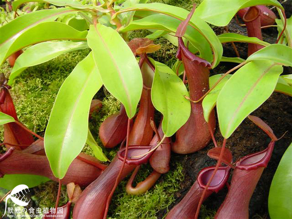 食虫植物-红瓶猪笼草小苗(特价小苗)