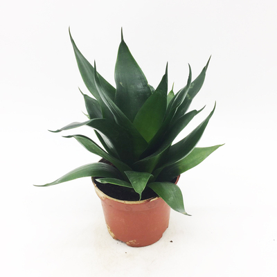 虎皮兰长青虎 虎尾兰 室内办公桌面吸甲醛防辐射绿植盆栽推荐