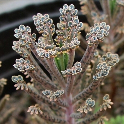 室内绿植彩叶棒叶羽叶不死鸟落地生根多肉植物防辐射