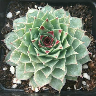 铁观音凌绢凌缨景天科长生草属防辐射绿植盆栽