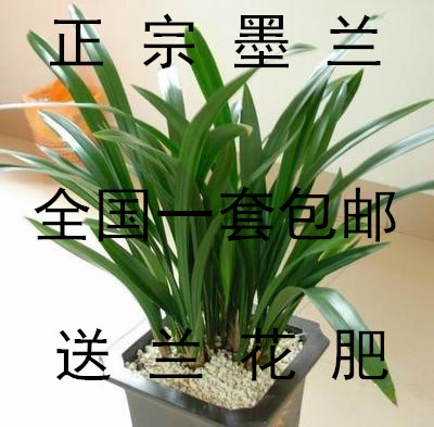 墨兰兰花苗兰花土家居办公室绿植盆栽 高档绿装花卉赏叶观花品种