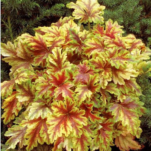 矾根/黄金斑马盆栽带盆大苗中苗/耐寒宿根庭院植物/花园调色板