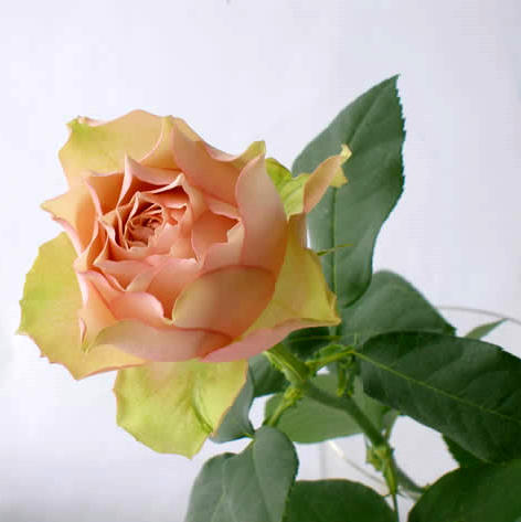 【纯美月季园】熏子玫瑰切花月季花瓣是可爱的绿色红色渐变米色