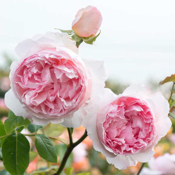 奥斯汀玫瑰威基伍德the wedgwood 藤本月季水果香粉色 v9方盆