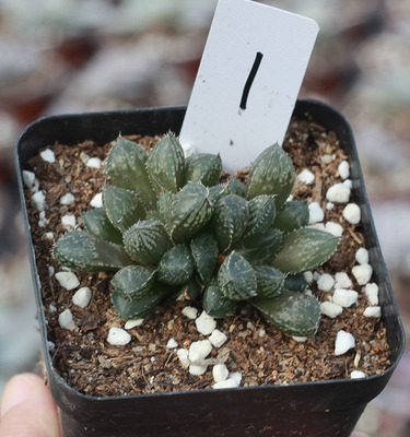 大叶楼兰玉露 十二卷属 一物一拍