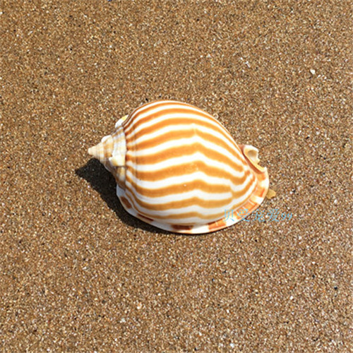 天然海螺贝壳5-6cm标本条纹鬘螺西瓜螺鱼缸造景家居装饰摆件批发