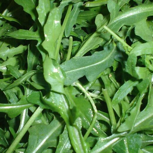 福茹特新鲜蔬菜 新鲜芝麻菜 芝麻叶火箭菜 新鲜蔬菜沙拉必备250克