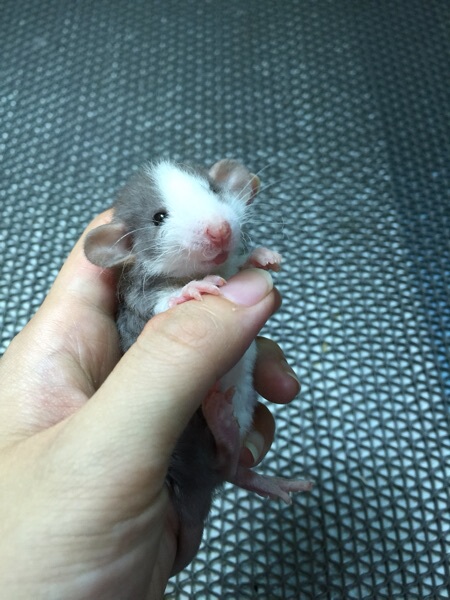 花枝鼠宠物 全国包邮包活飞象耳 哈士奇飞象 暹罗 蓝色飞象耳