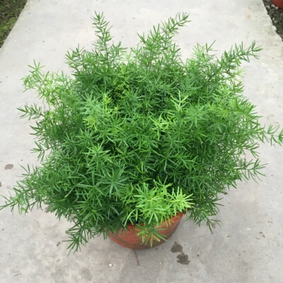 天门冬 武竹 天冬草 观叶盆栽绿植带土发货