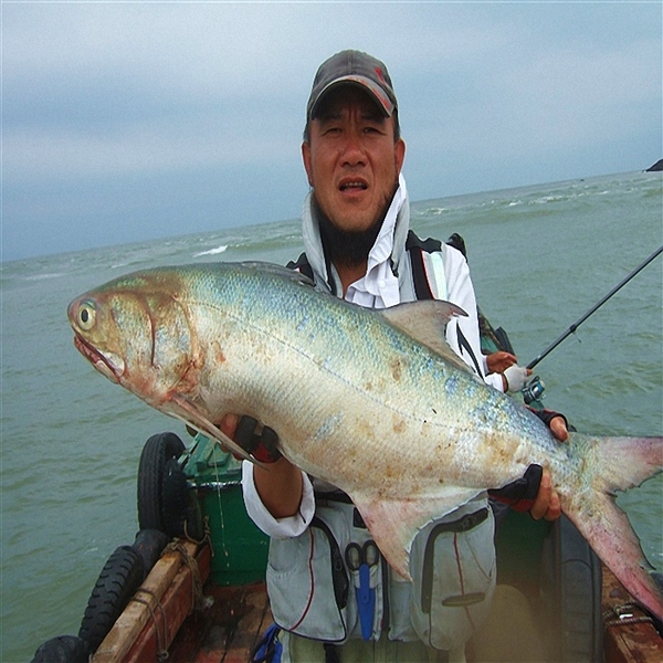 【渔博士水产】章跳500g舟山特产海鱼江鱼鲜活水产海鲜产品东海鱼