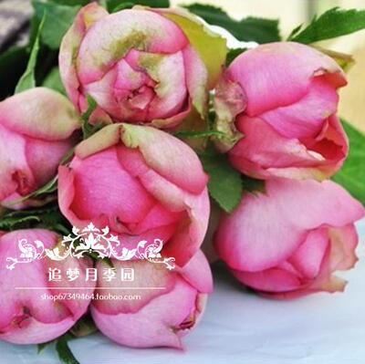 日本月季伊芙-梦幻华尔兹月季花浓香型灌木切花勤花易养大包子