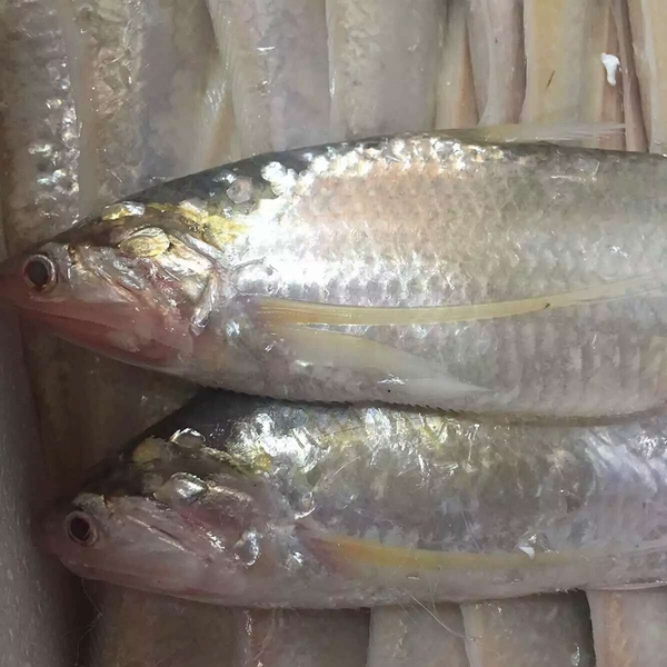 中刀新鲜崇明长江刀鱼正宗江刀 一斤6条左右鲜活水产品海鲜包邮