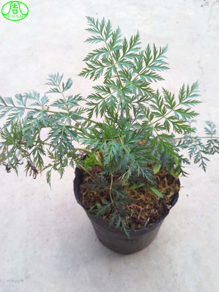 云南农家川芎苗带根块茎带土川芎大苗盆景花卉每丛2-3苗3丛包邮