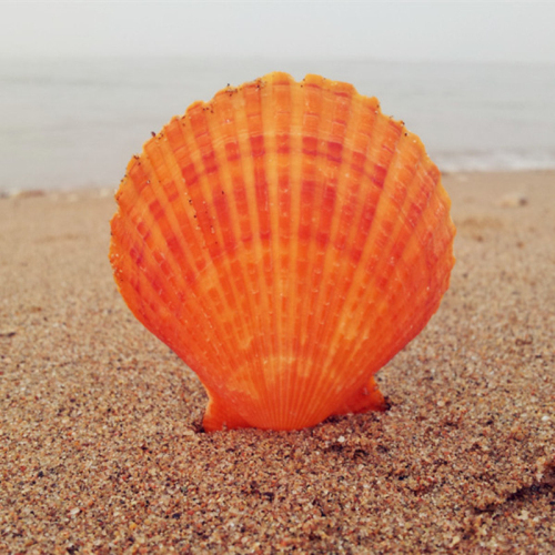 天然扇贝彩贝 海螺 墙贴 地中海风情 鱼缸装饰贝壳 家居创意饰品